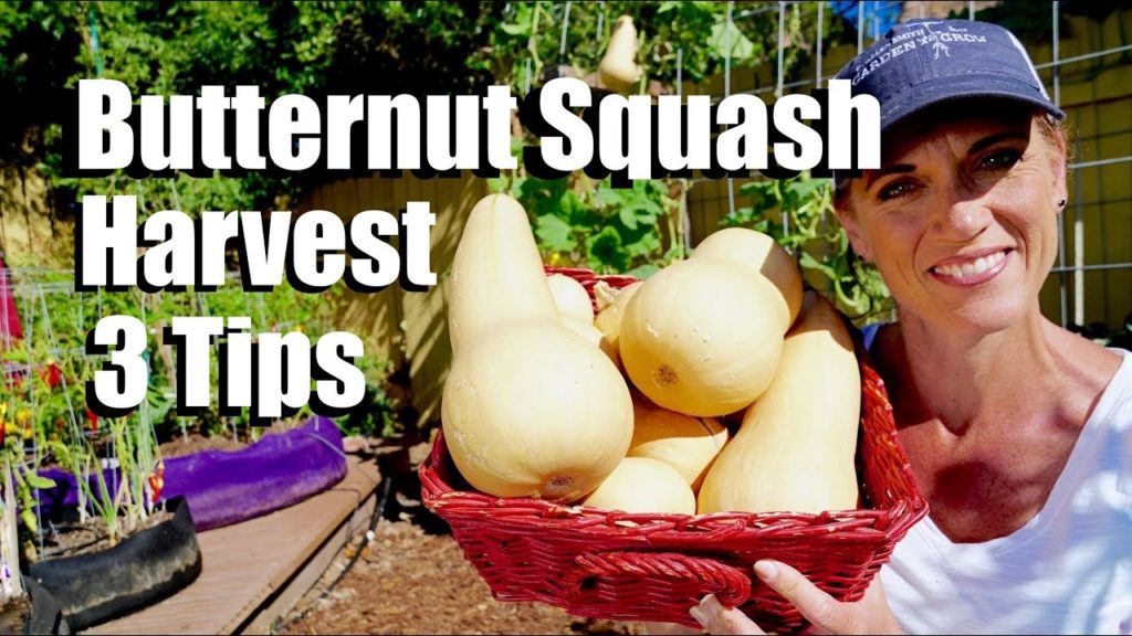 How and When to Harvest Butternut Squash - 3 Tips