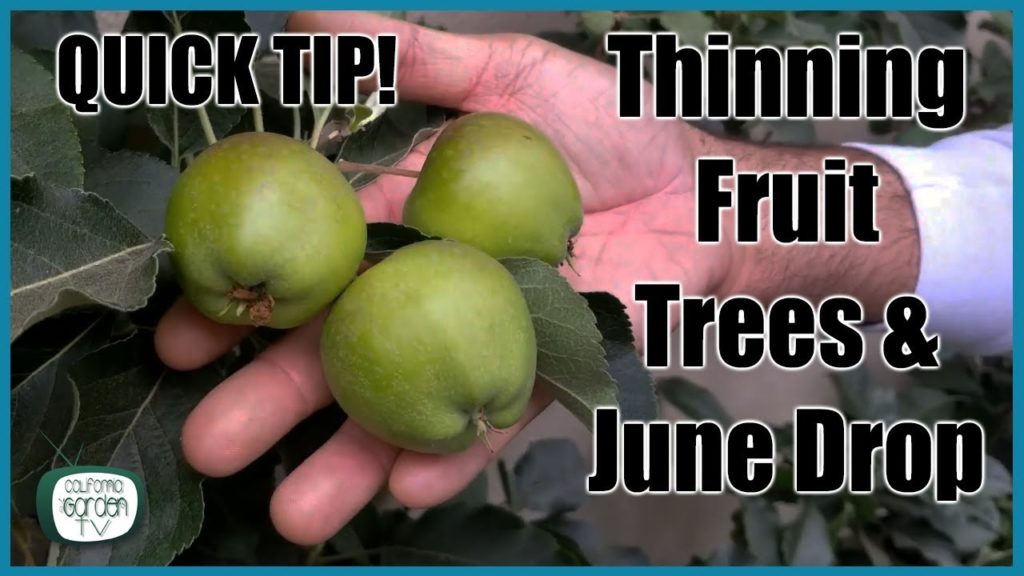 QUICK TIP // June Drop and Thinning Fruit Trees for Better Production