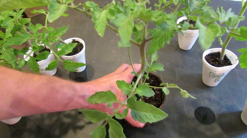 How to Create Double Stem Tomatoes: What are Double Production Stems? - The Rusted Garden 2013