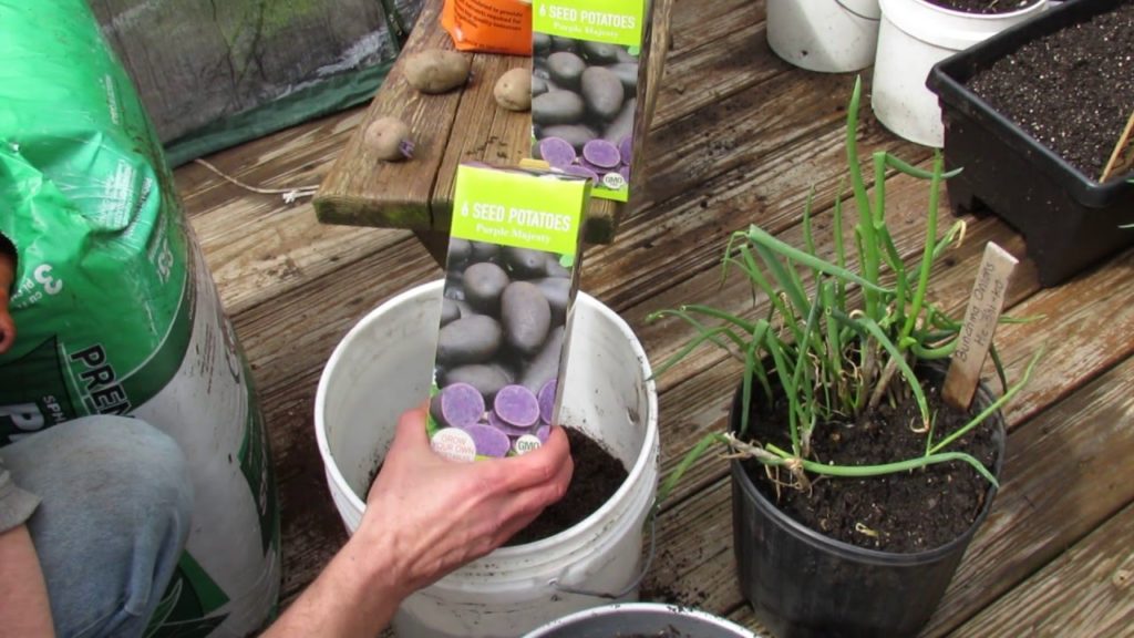 MFG 2016: Basic Principles of Growing Potatoes in 5 Gallon Containers - Try It!