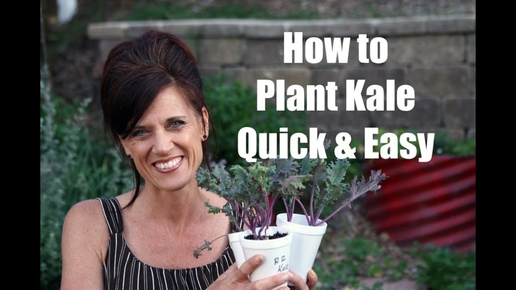 How to Plant Kale and Why to Plant it - Quick and Easy!