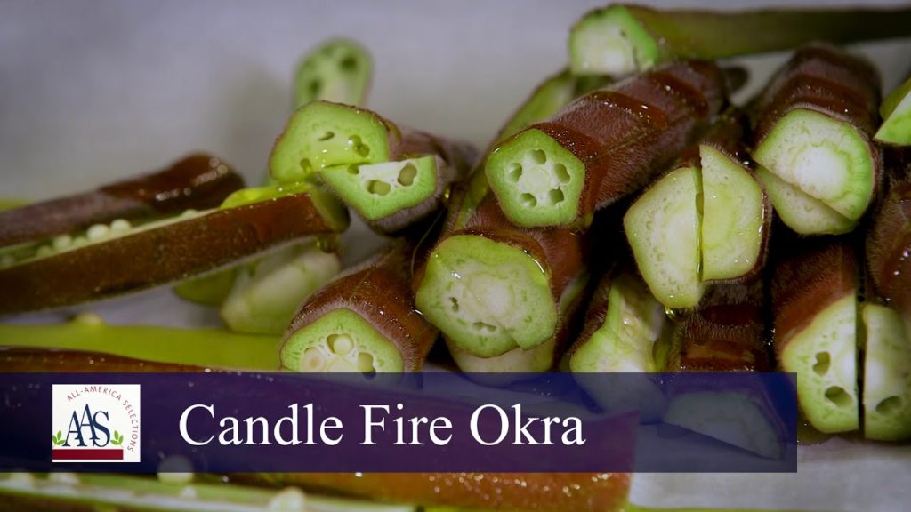 Cooking from the Garden: Roasted Candle Fire Okra with Candyland Currant Tomatoes