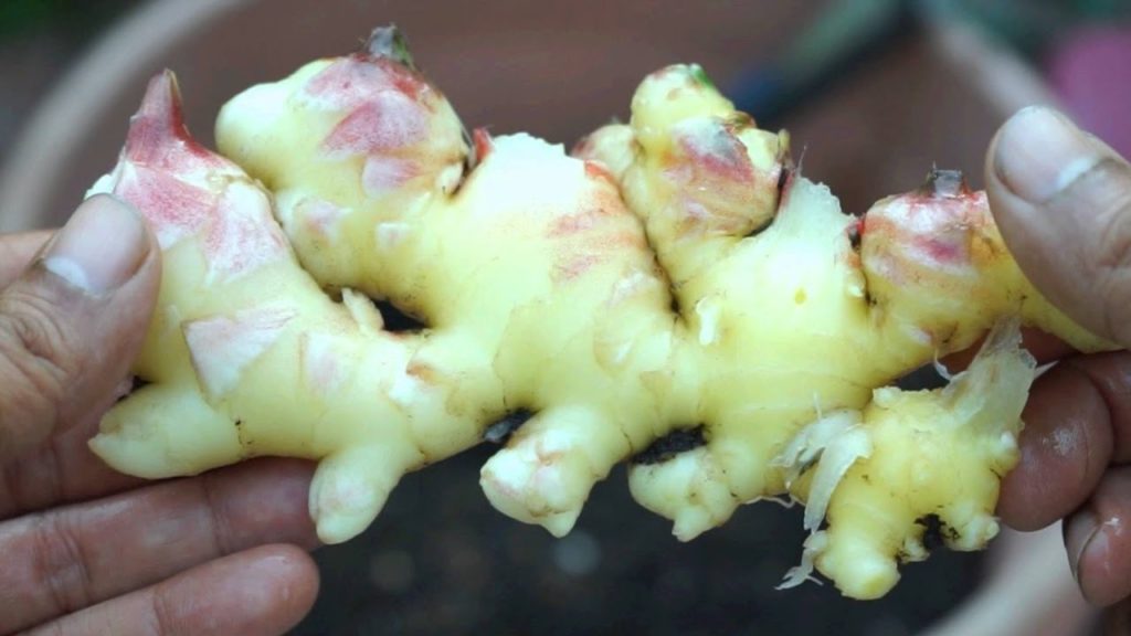 Two Ways To Plant & Grow Ginger - How To Grow Ginger Root