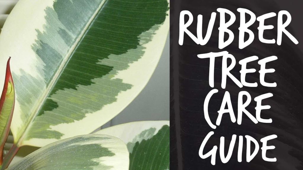 How to Care for The Rubber Tree Plant (Ficus elastica)