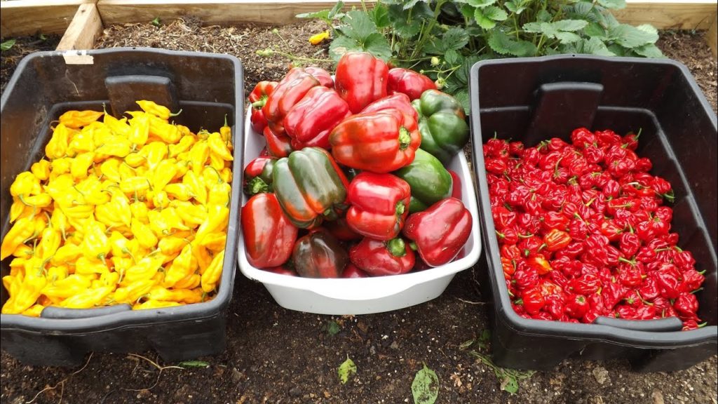 Amazing Hot Pepper Production - Pruning and Overwintering is Paying Off
