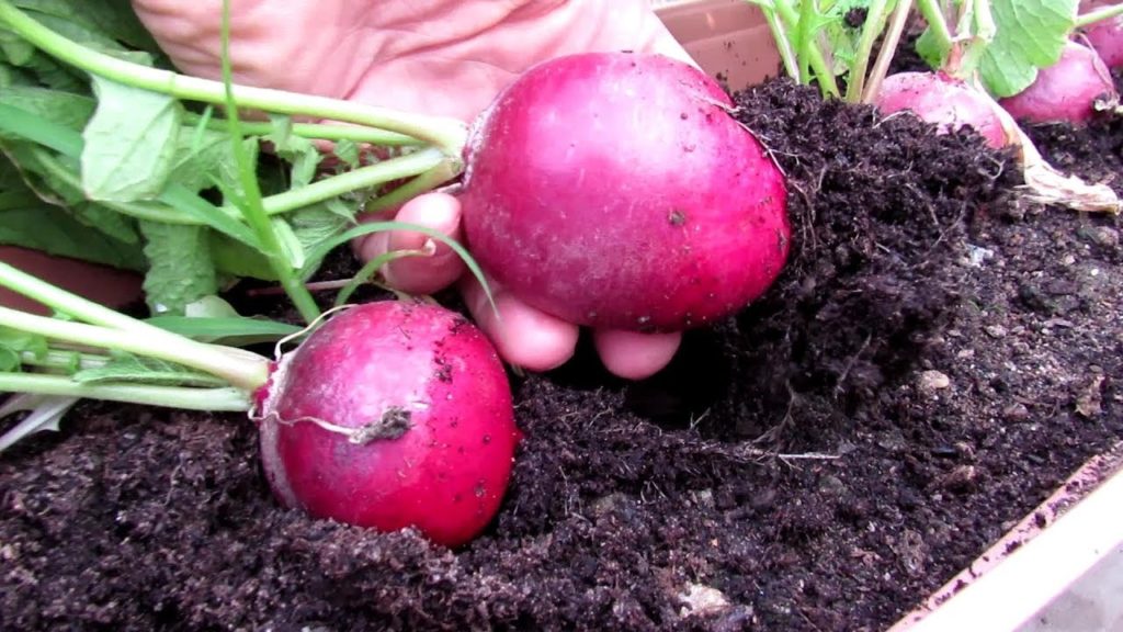 How to Grow Large Radishes - Spacing, Low Fertilizer, Loose Soil: AAS Gardening Tips
