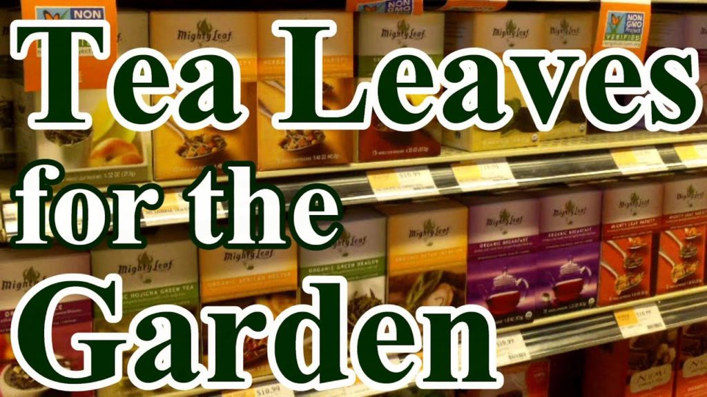 One Yard Revolution: 2 Min. Tip: How and Why We Use Tea Leaves in the Garden 2 Min. Tip: How and Why We Use Tea Leaves in the Garden