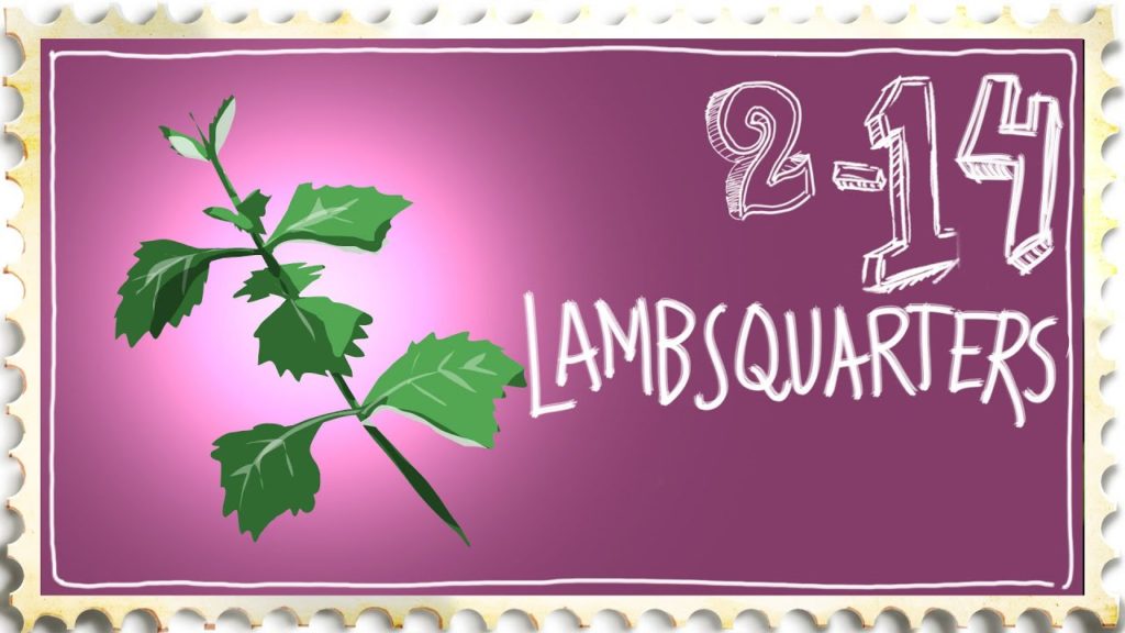 Prevent Weeds with a Weed: Lambsquarters (and eat it too)