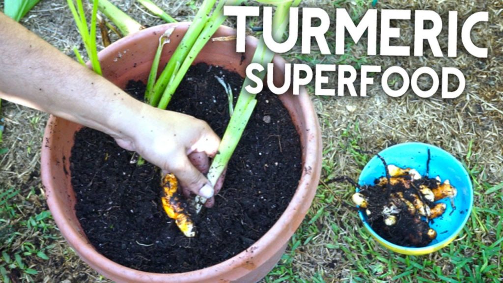 California Gardening: How To Grow Turmeric – Anti-inflammatory, Antioxidant, Cancer Fighting! How To Grow Turmeric - Anti-inflammatory, Antioxidant, Cancer Fighting!