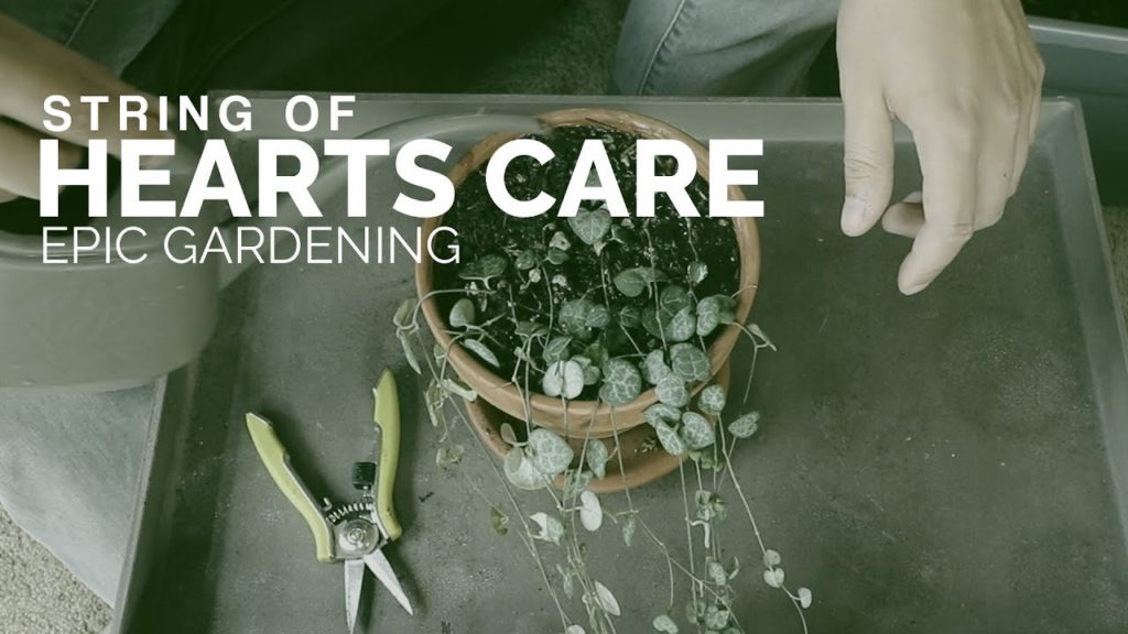 String of Hearts Care: Successfully Grow Ceropegia Woodii