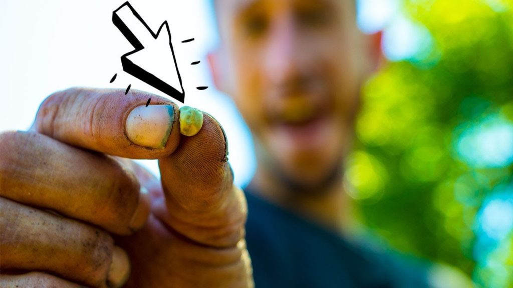 How to Plant Seeds in WOOD CHIPS, Back To Eden Garden