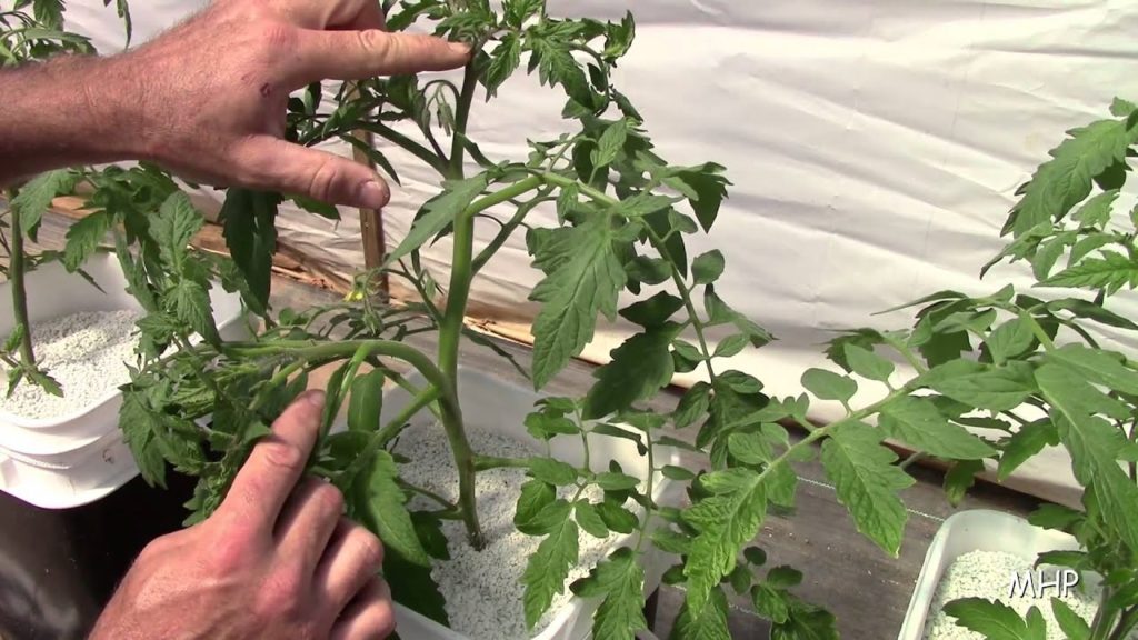 Dutch Bucket Tomatoes - Pruning, Stringing, and Pollinating