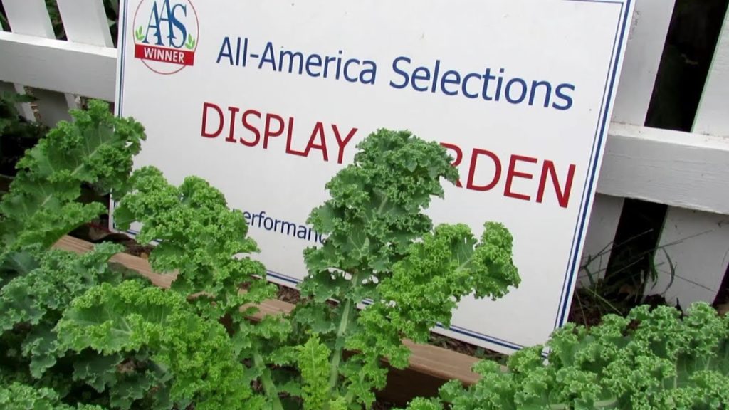 How to Save Kale & Collard Devastated by Worms  - Remove the Leaves!: AAS Gardening Tips