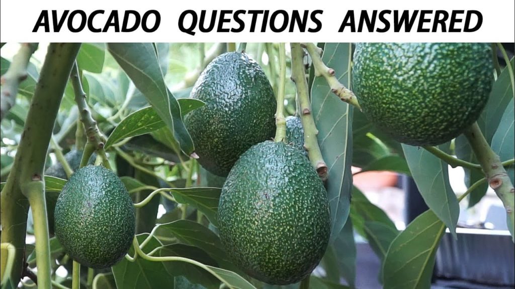 Your Avocado Growing Questions Answered - Tips For Growing Great Avocados