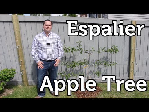 Alberta Urban Garden: Espalier Apple Tree How to Plant and Trellis for Small Space Gardens Espalier Apple Tree How to Plant and Trellis for Small Space Gardens