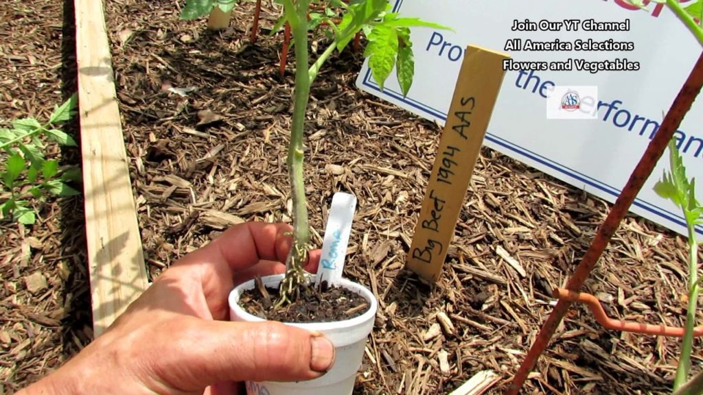 All-America Selections Flowers & Vegetables: AAS Quick Gardening Tips: What Are Those Bumps on My Tomato Plant Stems AAS Quick Gardening Tips: What Are Those Bumps on My Tomato Plant Stems