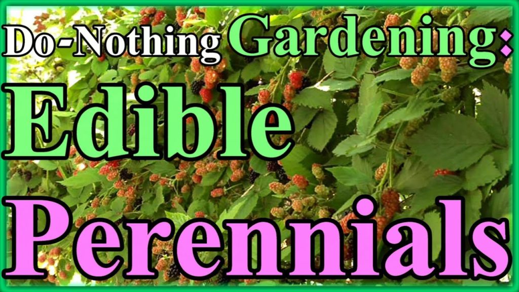 One Yard Revolution: Toward a Do-nothing Gardening, pt 2: Edible Perennials (Lazy Gardening) Toward a Do-nothing Gardening, pt 2: Edible Perennials (Lazy Gardening)