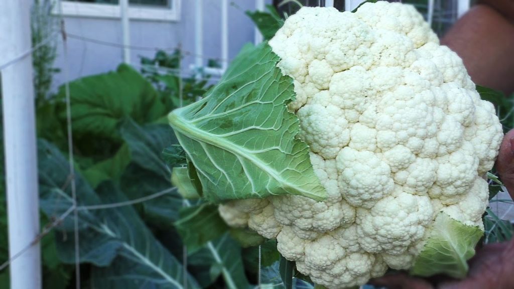 California Gardening: Good Cauliflower, Bad Cauliflower – Growing great cauliflower heads in your garden Good Cauliflower, Bad Cauliflower - Growing great cauliflower heads in your garden