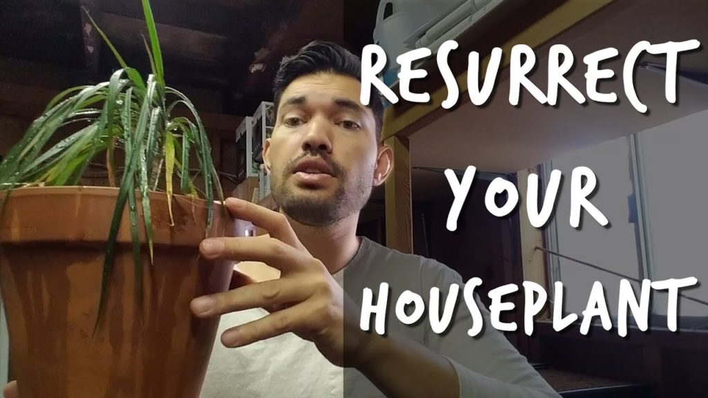 Epic Gardening: Houseplant Care: Bring Your Houseplant Back to Life! Houseplant Care: Bring Your Houseplant Back to Life!