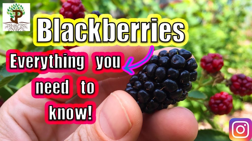 James Prigioni: BLACKBERRIES! Everything You Need To Know BLACKBERRIES! Everything You Need To Know