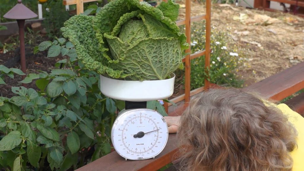 Growing Savoy Cabbage Part 2 | Late Bloomer | Episode 6