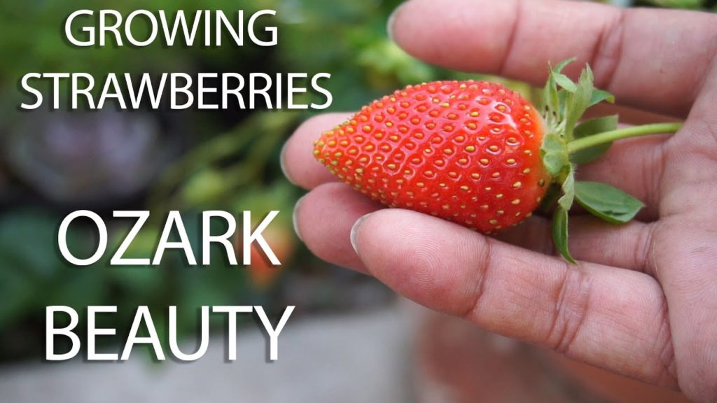 California Gardening: Strawberry Profile – Growing Ozark Beauty Strawberries – in 4K Strawberry Profile - Growing Ozark Beauty Strawberries - in 4K