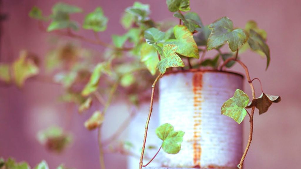 Growing English Ivy (Hedera Helix) as a Houseplant
