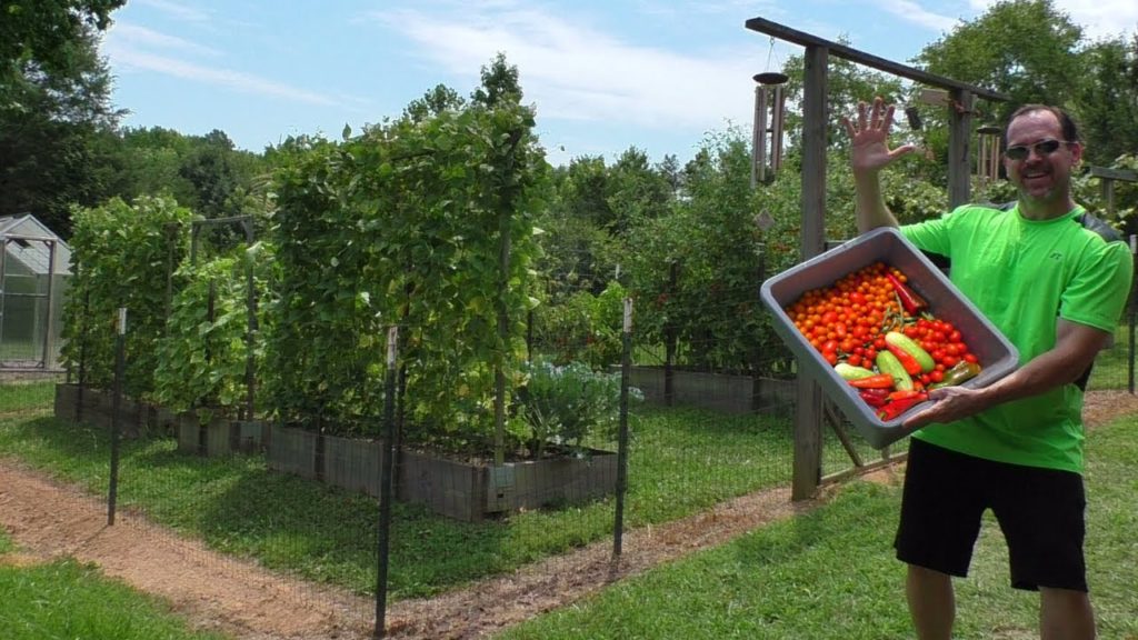 Garden Harvest JULY 4th How to grow vegetables at home Container Gardening tomato wilt blight