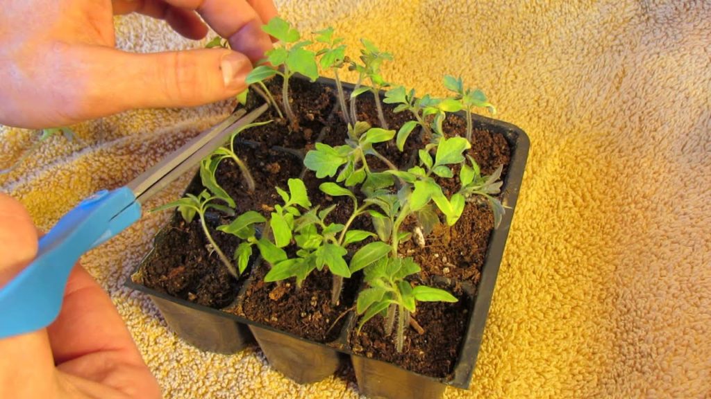 How to Prune/Remove Your  Excess Tomato Seedlings in Seed Cells: Keep the Strongest - MFG 2014