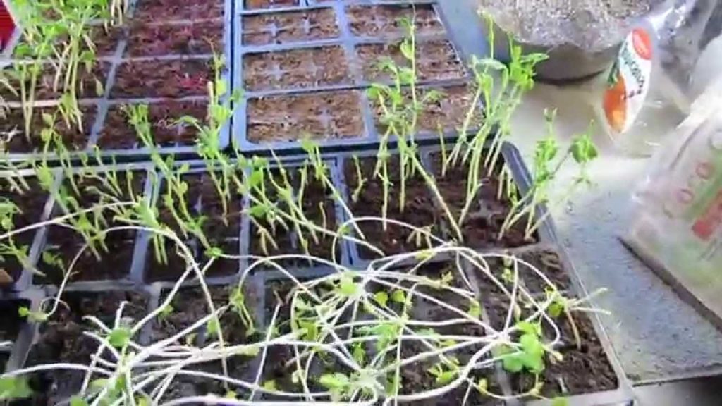 MFG 2015: Vegetable Plant 'Legginess' or Spindly Weak Overly Tall Seeds Starts: Light!