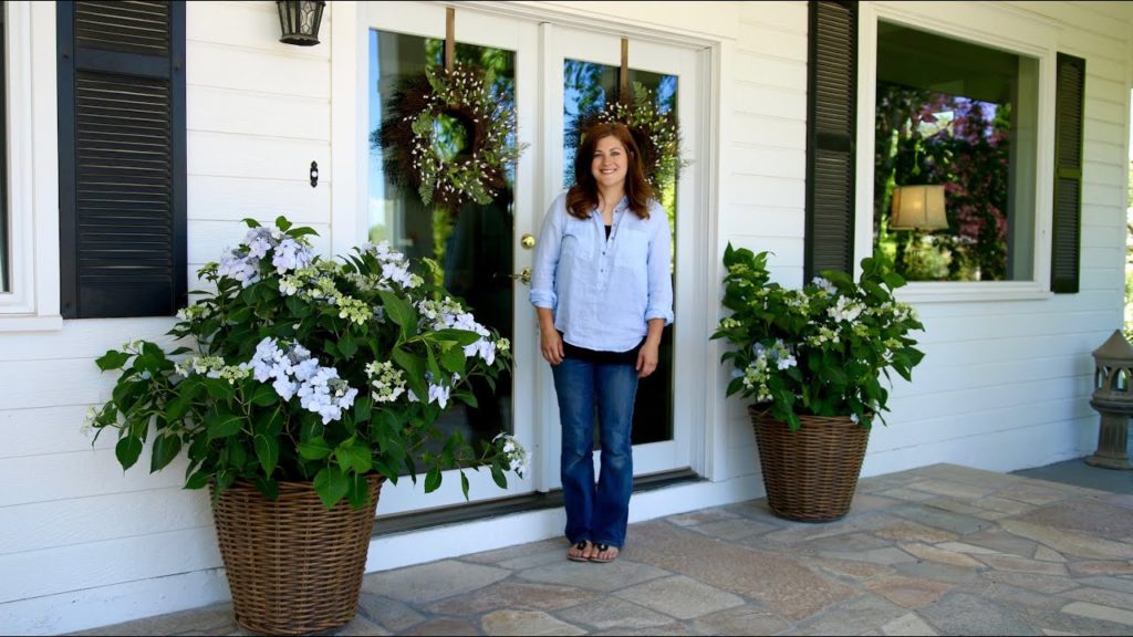 Garden Answer: Planting a Let's Dance Diva! Reblooming Hydrangea Planting a Let's Dance Diva! Reblooming Hydrangea