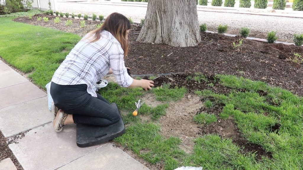 Reseeding Patchy Grass 🌿