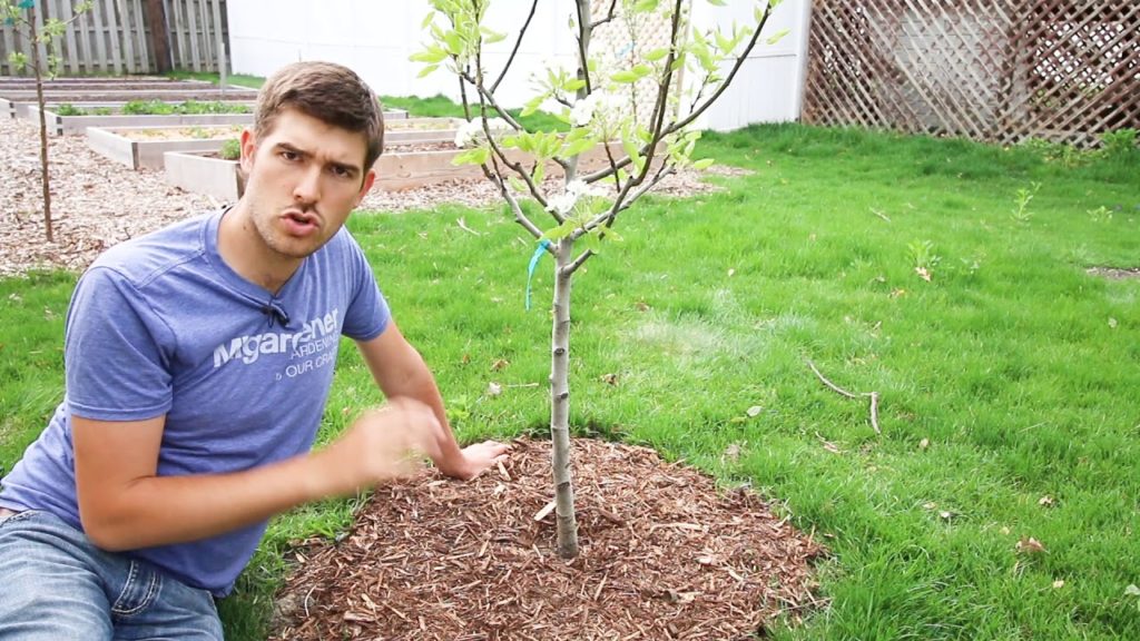 MIgardener: Top 3 Mistakes Made When Mulching Trees Top 3 Mistakes Made When Mulching Trees