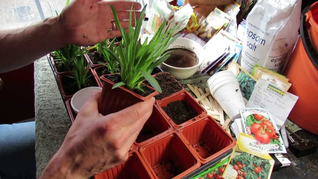 Gary Pilarchik: How to Save Money Starting Perennial Flower Roots Indoors: Blazing Star! – MFG 2014 How to Save Money Starting Perennial Flower Roots Indoors: Blazing Star! - MFG 2014