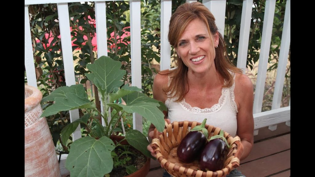 CaliKim: Heat, Drought, and How to Harvest Eggplant! Heat, Drought, and How to Harvest Eggplant!