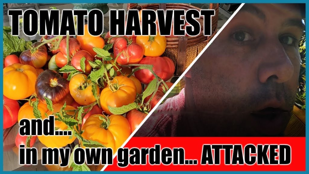 August Tomato Harvest & Attacked in My Own Garden!