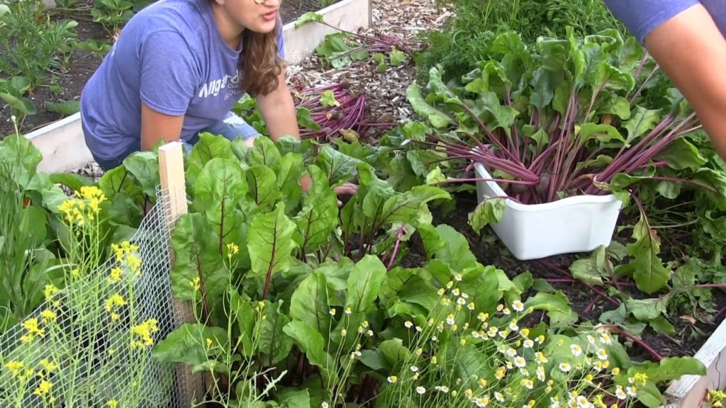 MIgardener: HUGE Beet harvest! 25 Pounds From 14 Sq. Ft. HUGE Beet harvest! 25 Pounds From 14 Sq. Ft.