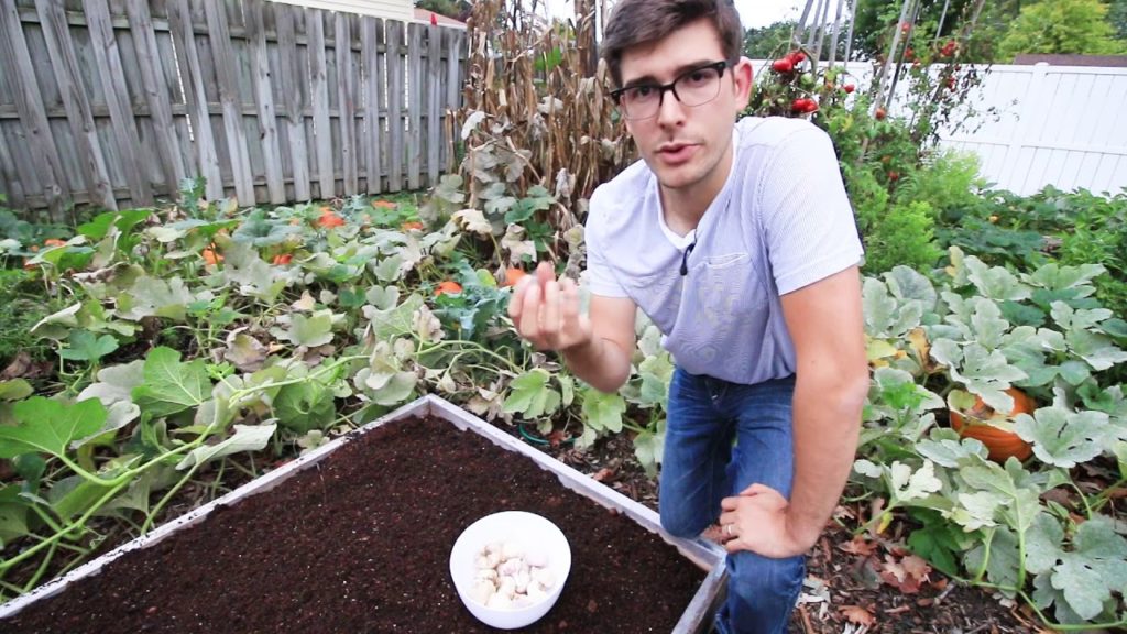 MIgardener: Planting Fall Garlic From Start to Finish Planting Fall Garlic From Start to Finish