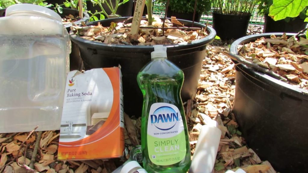 Tomato & Vegetable Garden Disease Prevention: Aspirin, Baking Soda, Neem Oil - TRG 2016