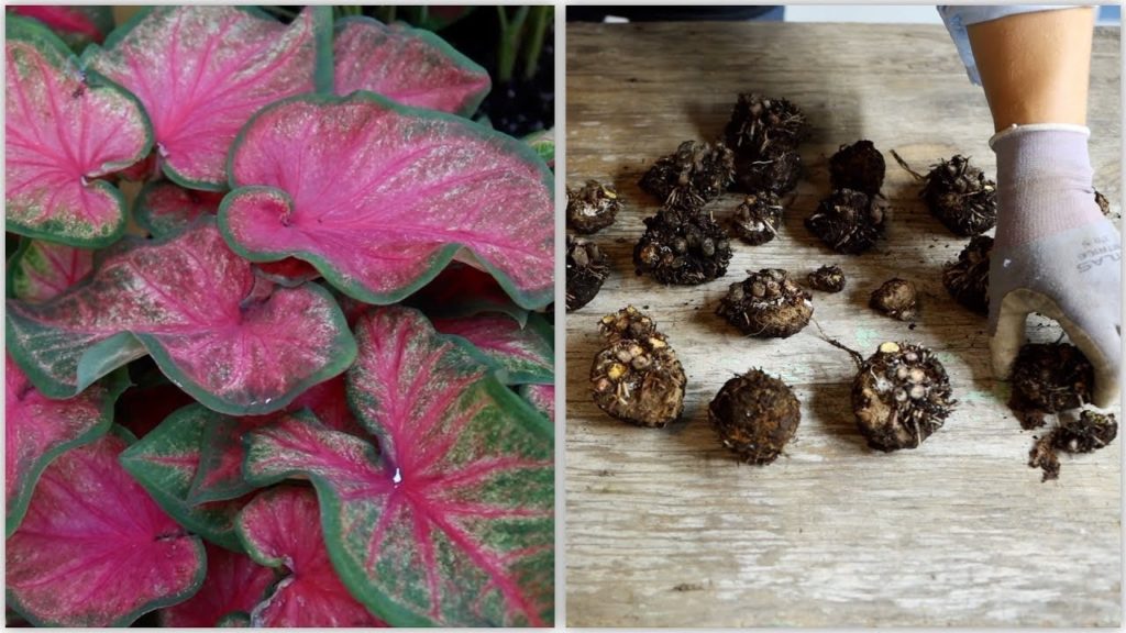 How to Dig and Store Caladiums 🌿// Garden Answer