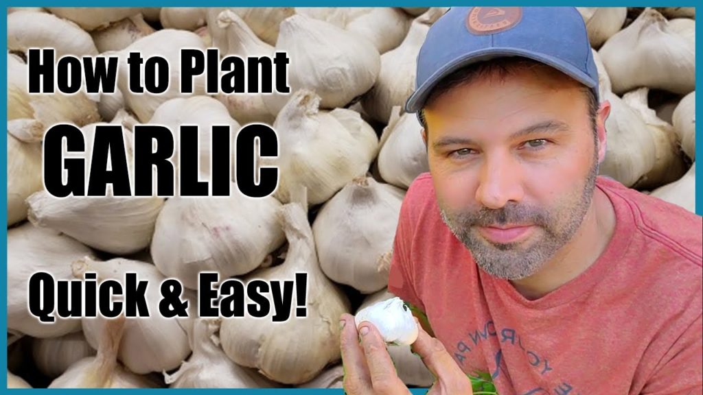 How to Plant & Grow Garlic at Home - Quick and Easy!