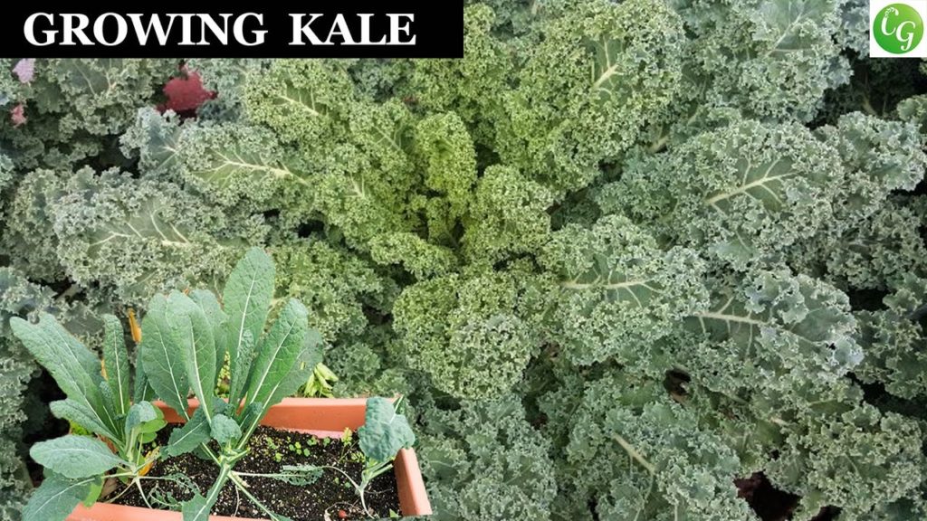 Growing Kale - A Complete Guide To Grow The Best Kale In Your Garden