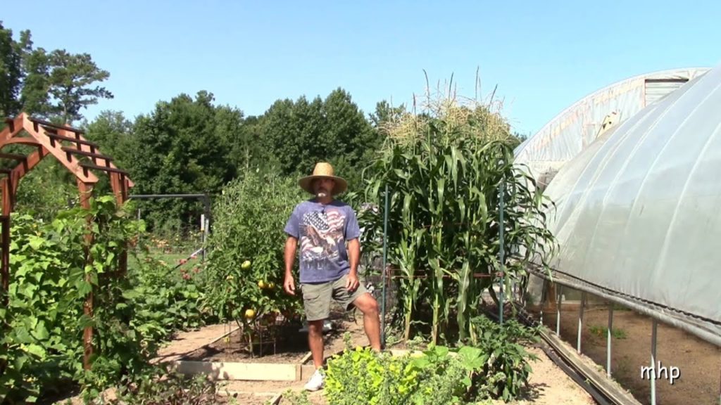 Growing Corn in Raised Beds -Tips and Suggestions