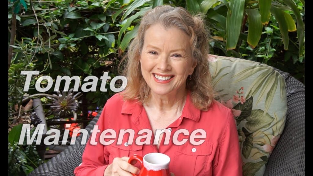 Thursday Workday | Tomato Maintenance | Vlog