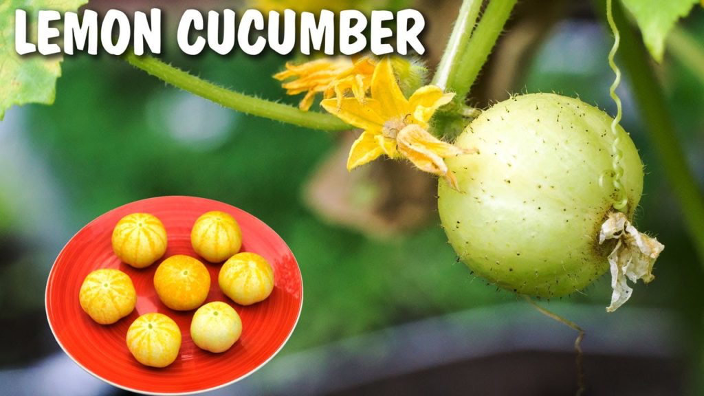 Growing Lemon Cucumber - Excellent Producer!