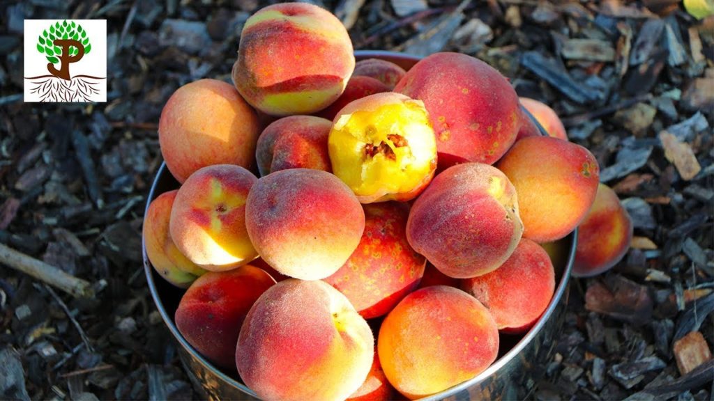 PEACHES! 🍑 Everything You Need To Know!