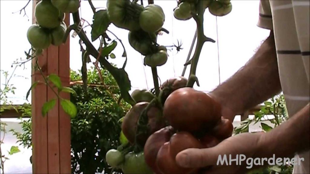 My Biggest, Ugliest, Good Eating Tomato - Cherokee Purple