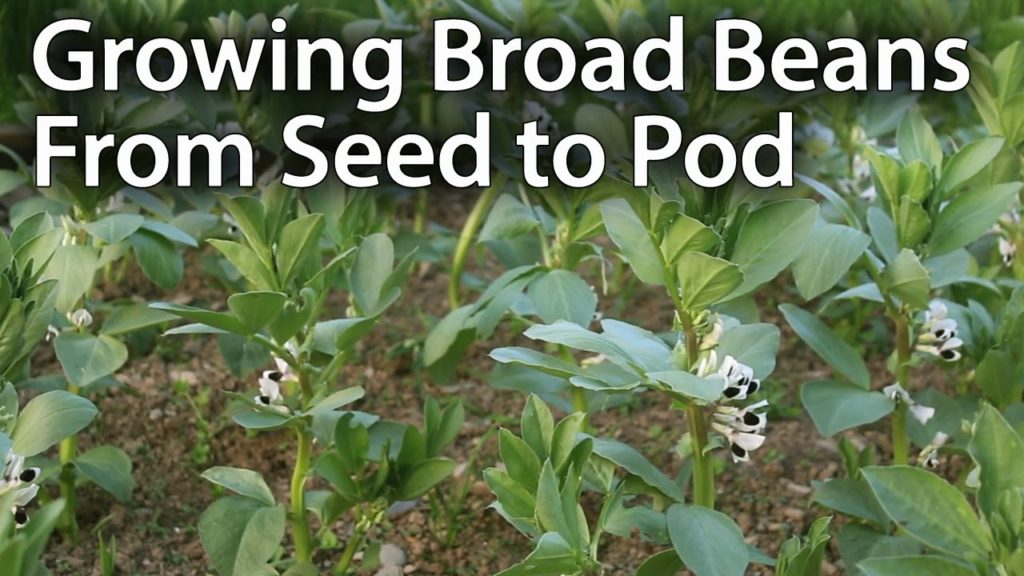 Huw Richards: How to Grow Broad Beans for Maximum Production (Fava Beans) How to Grow Broad Beans for Maximum Production (Fava Beans)