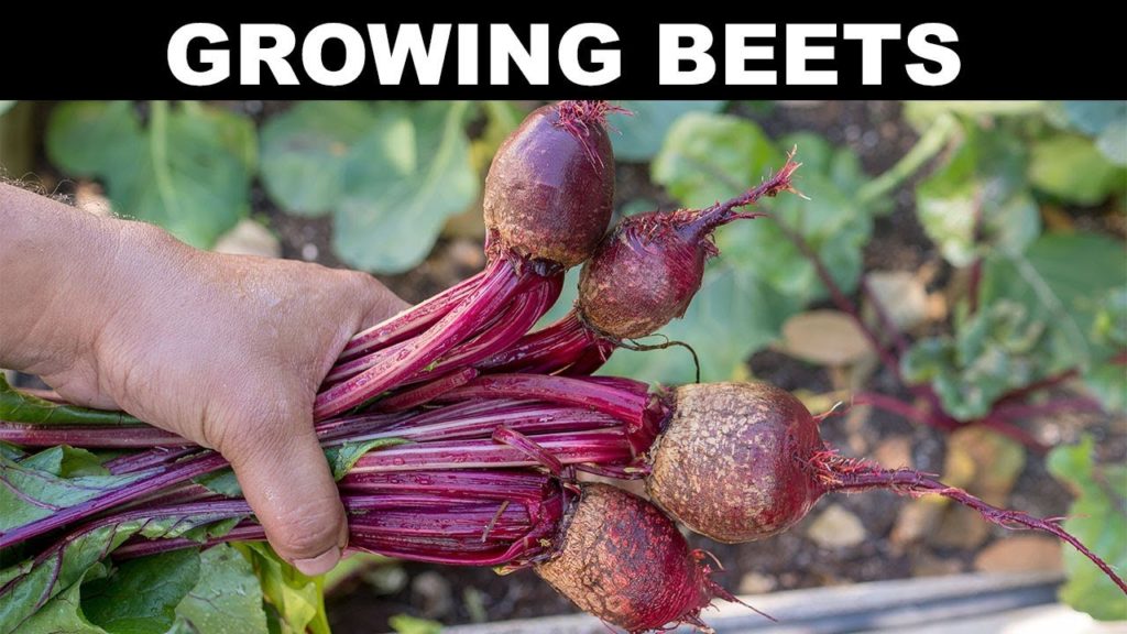 How To Grow Beets - A Complete Guide To Growing Beet Root & Beet Greens