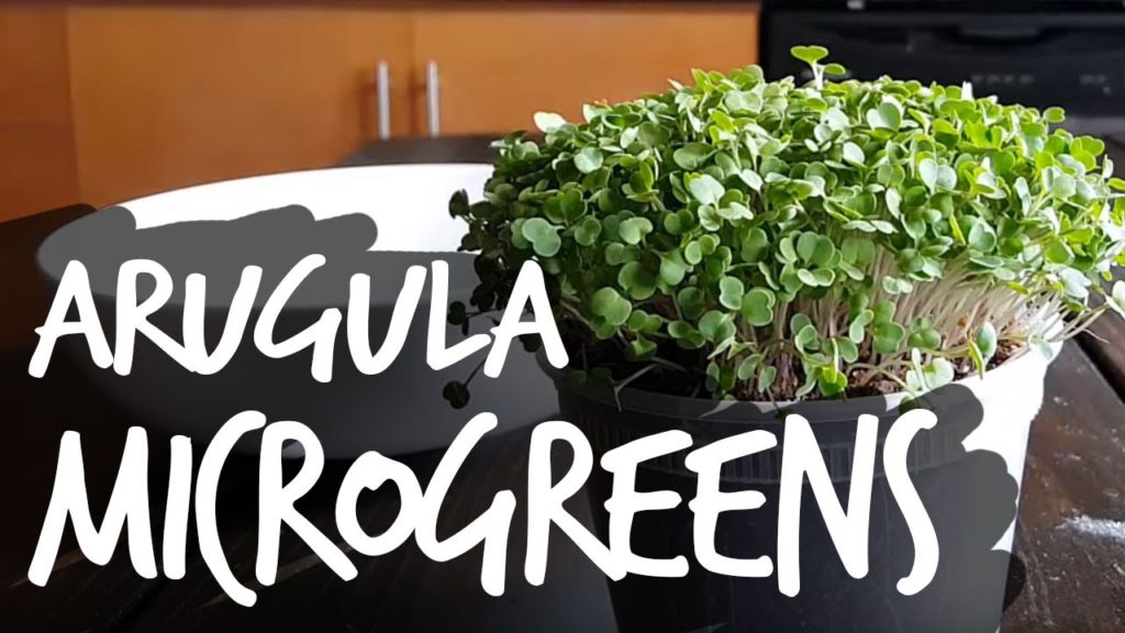 Epic Gardening: How to Grow Arugula Microgreens Fast and Easy How to Grow Arugula Microgreens Fast and Easy